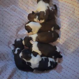 Shih Tzu Puppies from Trinity Shihtzu's So Calif