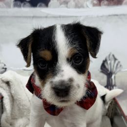 Jack Russell Terrier Puppies from Celtic River