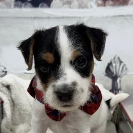 Jack Russell Terrier Puppies from Celtic River