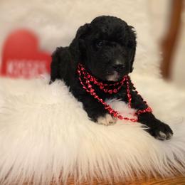 Dasher - Black and white male Bernedoodle puppy in Eatonville, Washington from Mt. Rainier Doodle Dogs