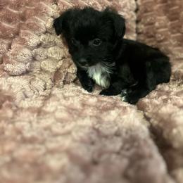 Shadow - Parti male Yorkipoo puppy in Silver Springs Shores, Florida from Top Notch Pupz