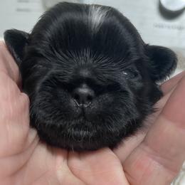 Phoebe - Black female Shih Tzu puppy in Chattanooga, Tennessee from Denise's Shih Tzus