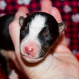 Jayce - Black tri male Miniature Australian Shepherd puppy in Akeley, Minnesota from Rustic Original Aussies