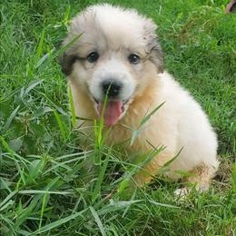 Girl 5 - White and badger female Great Pyrenees puppy in Nicholson, Georgia from Pony Trail Farm