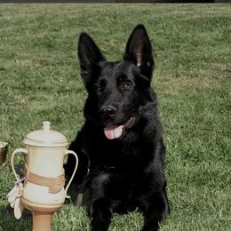 Fera - German Shepherd