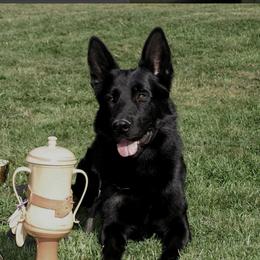 Fera - German Shepherd