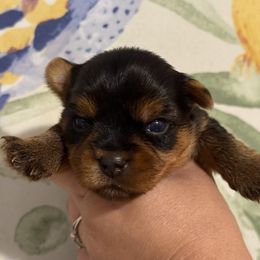 Girl 1 - Black and tan female Yorkshire Terrier puppy in Maple Grove, Minnesota from Cuddle Wind Yorkies