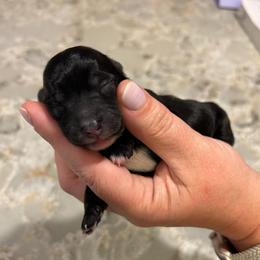 Black White Female 1 - Black female Yorkipoo puppy in Topeka, Kansas from Bayless Yorkiepoos