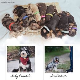 Bernedoodle puppies from Gold Diamond Pup