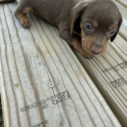 Dachshund Puppies from Vera Ruth Farms