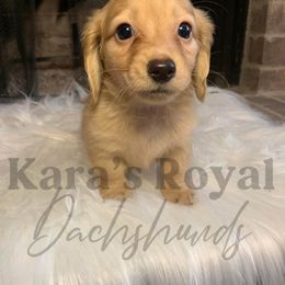 Dachshund Puppies from Karas Royal Dachshunds
