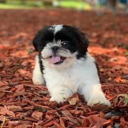 Shih Tzu and West Highland White Terrier Puppies from Westies of Morrison