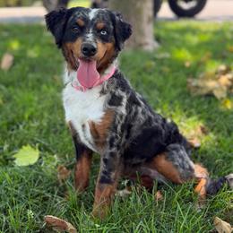 FDF Zoey - Bernedoodle