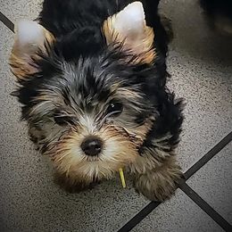 Yorkshire Terriers from Cannon Yorkies