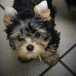 Yorkshire Terriers from Cannon Yorkies
