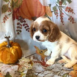 Tinsley - Blenheim female Cavalier King Charles Spaniel puppy in Conway, Missouri from Jordan  Harrison