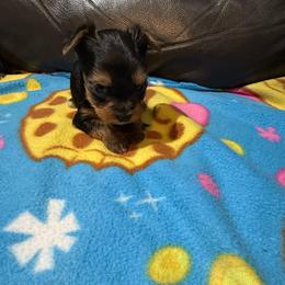 Maxx - Black and gold male Yorkshire Terrier puppy in Madera, California from Rosann's Yorkshire Terriers