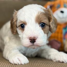 September - Tri-color male Cavapoo puppy in Yuciapa, California from AlltheDoodlez_