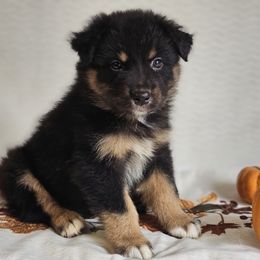 Rukus - Black tri-color male Australian Shepherd puppy in Mountain Grove, Missouri from K Bar H Farms