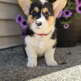 Savanna - Black and tan Pembroke Welsh Corgi puppy in Renton, Washington from Laurel Canyon Kennels