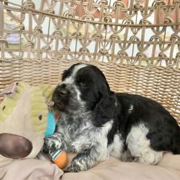 Stella - Black and white female English Springer Spaniel puppy in Palmdale, California from Legacy