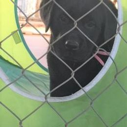 Labrador Retriever Puppies from Cedar Ranch Labrador Retrievers