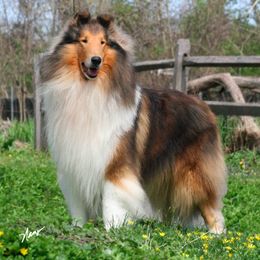 Collies from Devinwood Collies