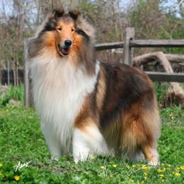 Collies from Devinwood Collies