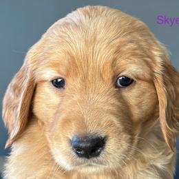 Purple Collar - Golden female Golden Retriever puppy in Vail, Arizona from Retrievers Gold AZ