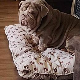 Bulldog All Grown Up from Dejah Bleu Bulldogs