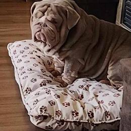 Bulldog All Grown Up from Dejah Bleu Bulldogs