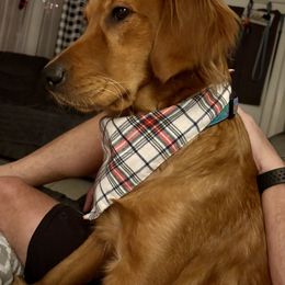 Shelby - Golden Retriever