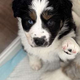 Bumble - Black tri-color male Australian Shepherd puppy in Morrow, Ohio from OakHaven Acres Aussies