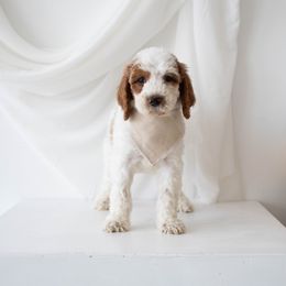 Boone - Parti male Goldendoodle puppy in Bakersfield, California from Diamond K Doodles