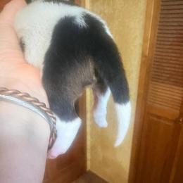 Sable tri piebald - Sable male Border Collie puppy in Lebanon, Oregon from Cahill’s Canines