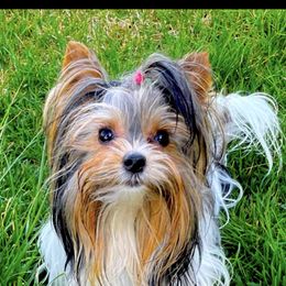 Biewer Terriers from Silvano's Biewer Terriers