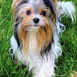 Biewer Terriers from Silvano's Biewer Terriers