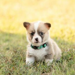 Mint collar female- Peach - Red female Pembroke Welsh Corgi puppy in Waverly Hall, Georgia from 6g Ranch Corgis