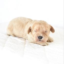 Boy 2 - Cream male Cavapoo puppy in Lawton, Oklahoma from Lindsey’s Cavies
