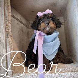 Cavapoo and Poodle Puppies from Premier Paws