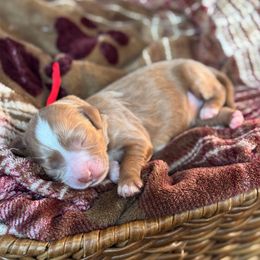 Grace - Red  female Goldendoodle puppy in Wharton, Texas from Little Fur Friends