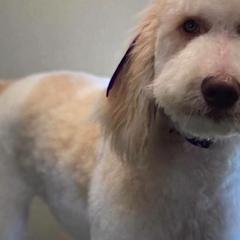 Double Doodles from Cencal Stellar Doodles