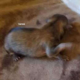 Tater (AKC) - Orange sable female Pomeranian puppy in West Newton, Pennsylvania from Donna's Pomeranians