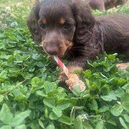 Dachshund Puppies from Dapper Doxie’s Select