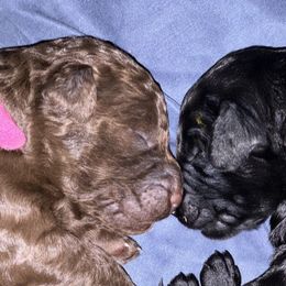 Goldendoodles from Freyja’s Doodles
