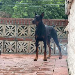 Beverwijck's You've Got Trouble - Black and rust male Doberman Pinscher puppy in Latham, New York from Beverwijck Dobermans