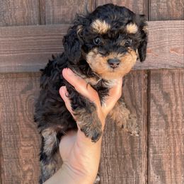 Batman - Phantom male Poodle puppy in Houston, Texas from YZC Frenchies at 4C Ranch