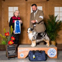 Miniature American Shepherd Puppies from Abington Miniature American Shepherds