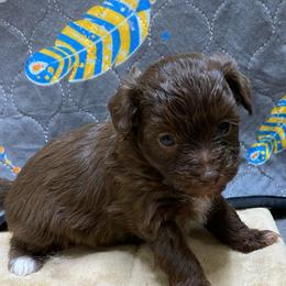 Puppy 1 - Brown and white female Aussiedoodle puppy in Spring Hill, Tennessee from Duke's Mini & Toy Australian Shepherds & Aussiedoodles