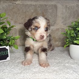 Shamrock - Red merle female Miniature Australian Shepherd puppy in Floresville, Texas from The Blessed Barnyard